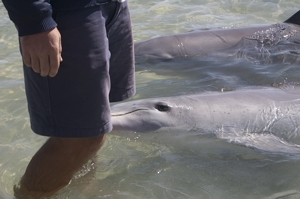 Delphin groß
