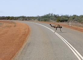 Emu auf Straße
